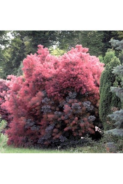 Опис Скумпії Меджик Торч